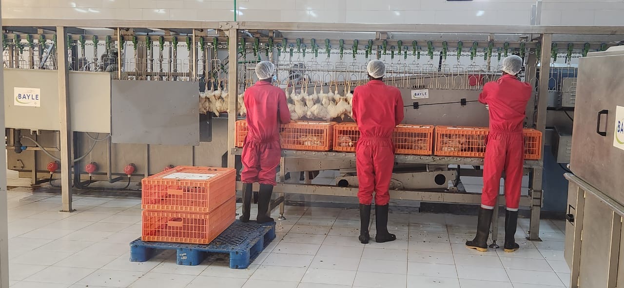 Executivo recorre à reserva alimentar para apoiar a produção de carne de frango